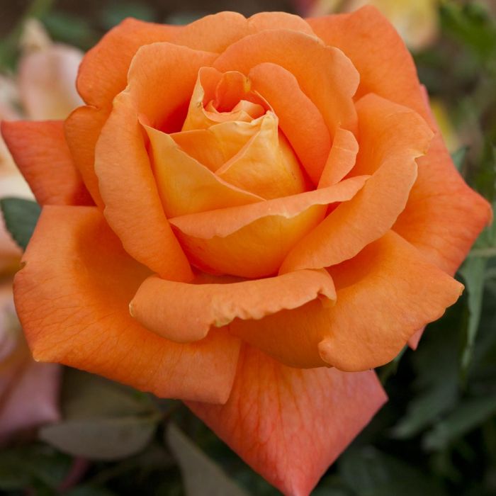 Rosier buisson