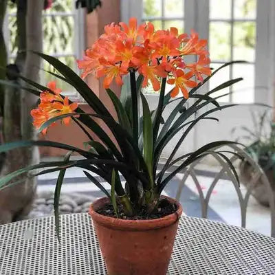Clivia miniata