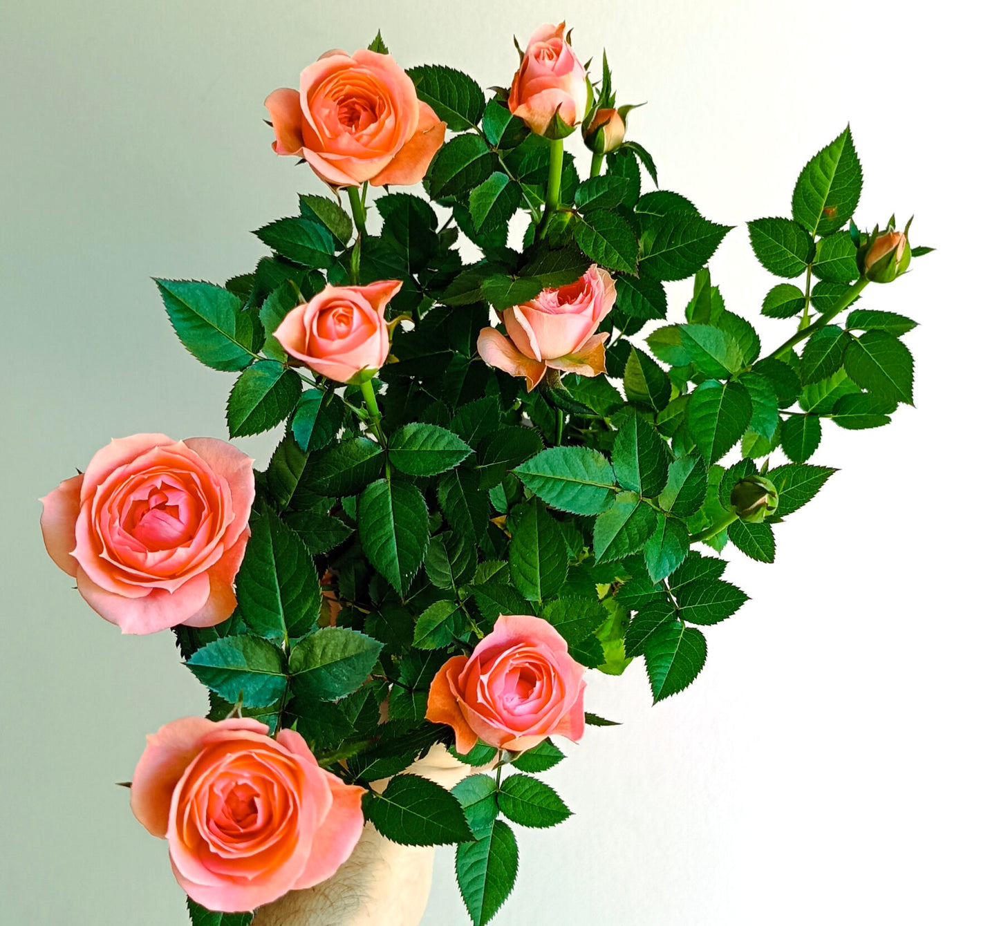 Rosier nanifier (baby rose)