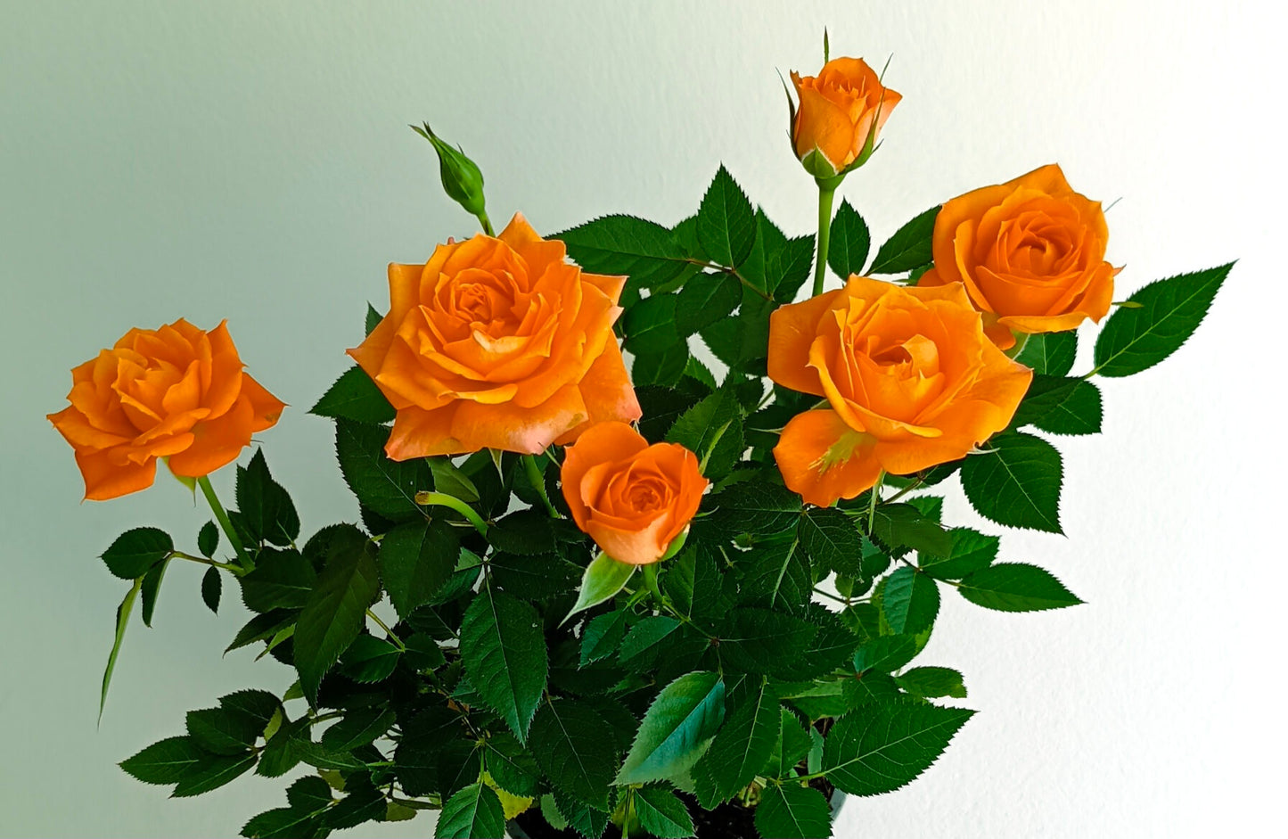 Rosier nanifier (baby rose)