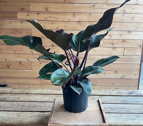 Philodendron black cardinal