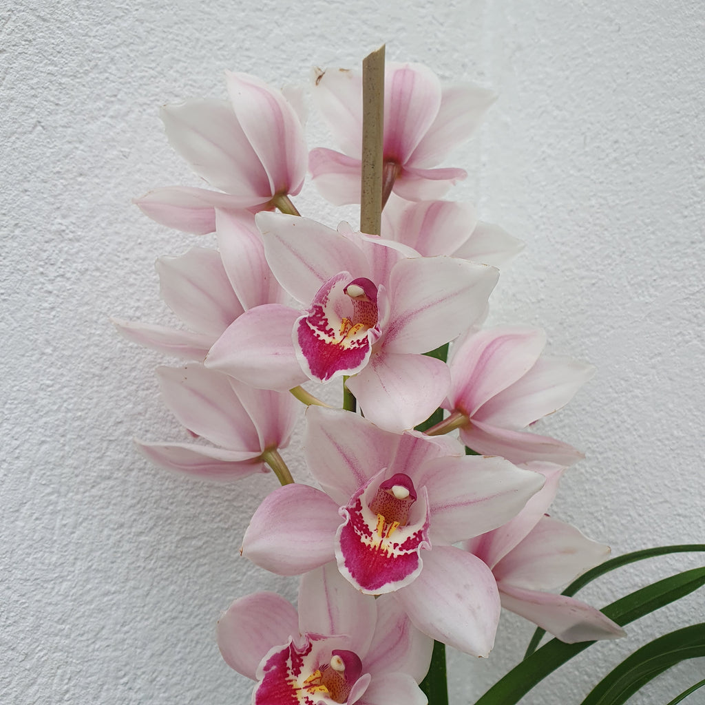 Cymbidium orchid