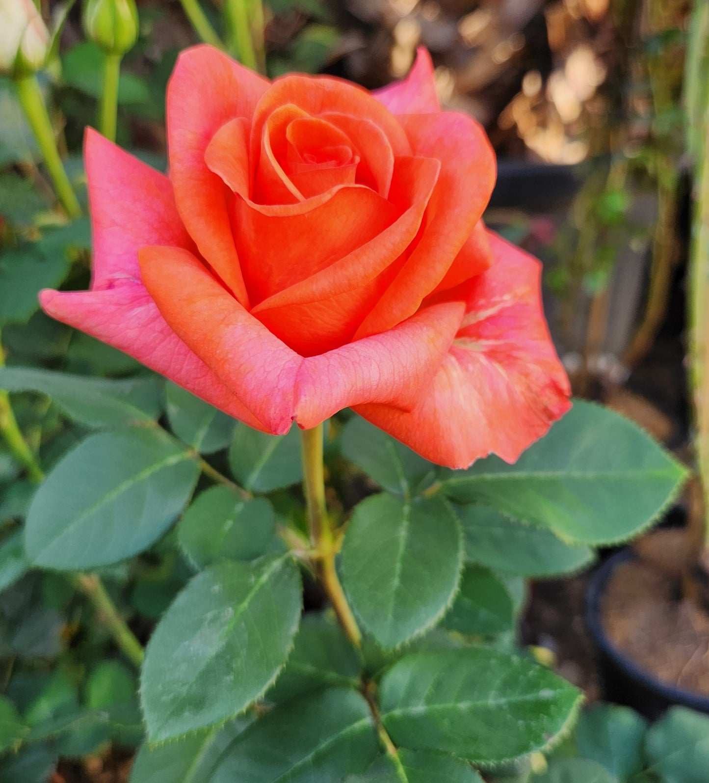 Rosier buisson
