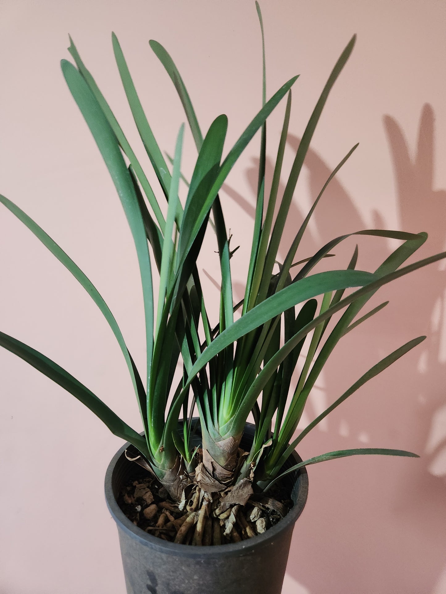 Clivia miniata