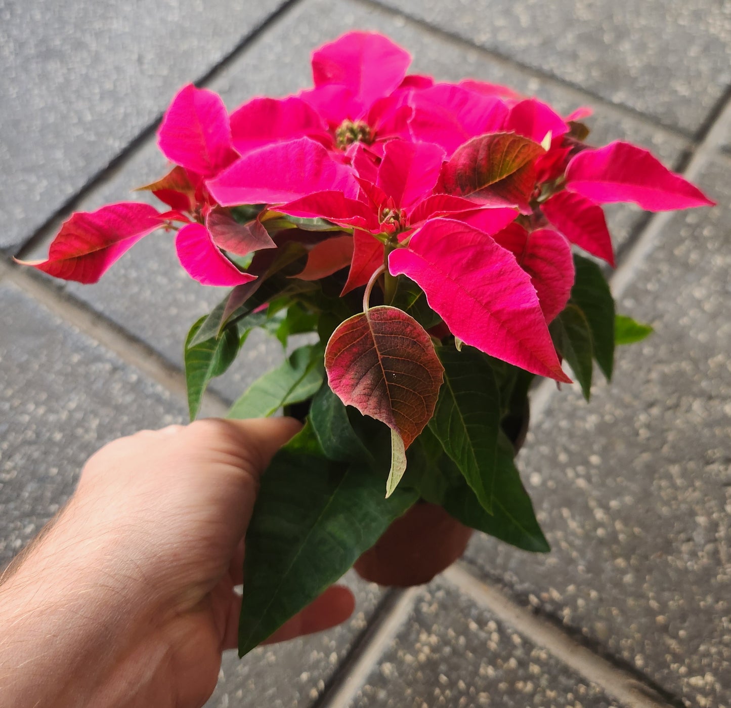 Poinsettia & princettia