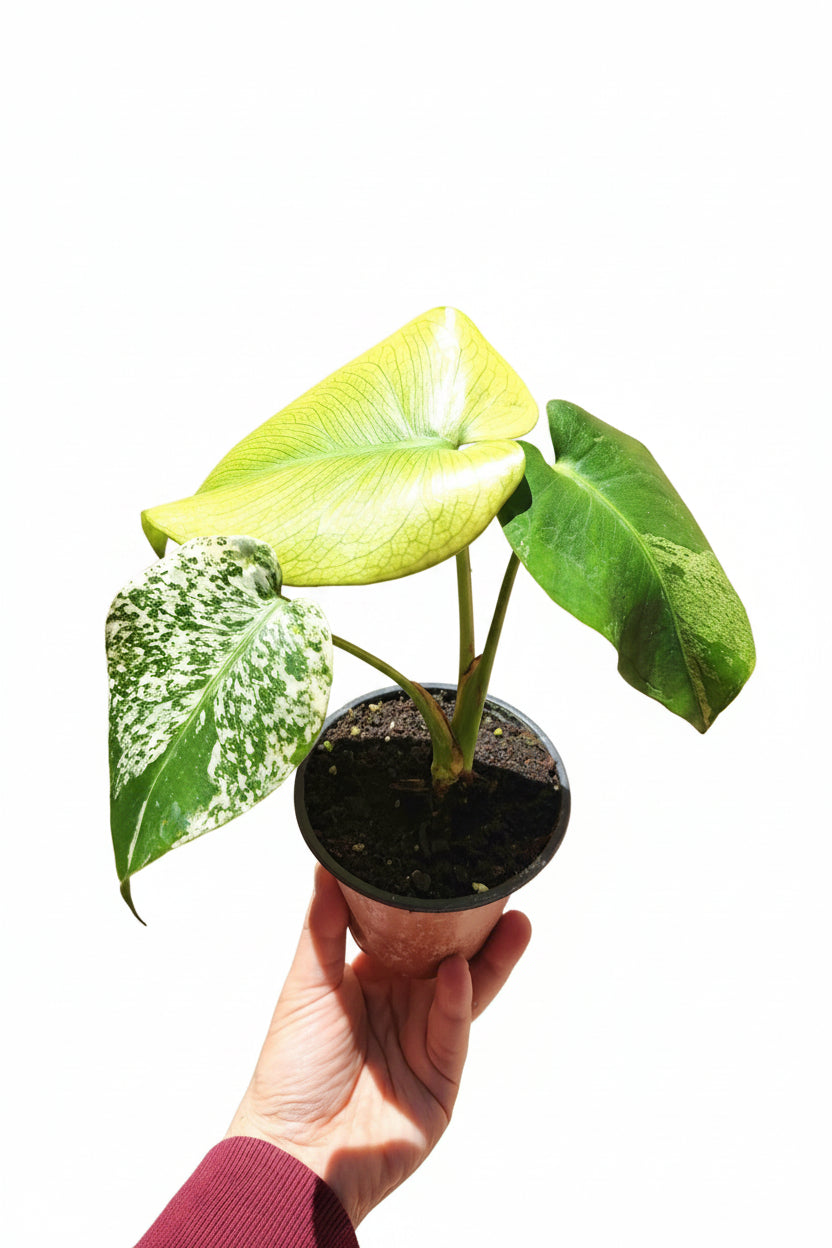 Monstera white monster  Machtal Online