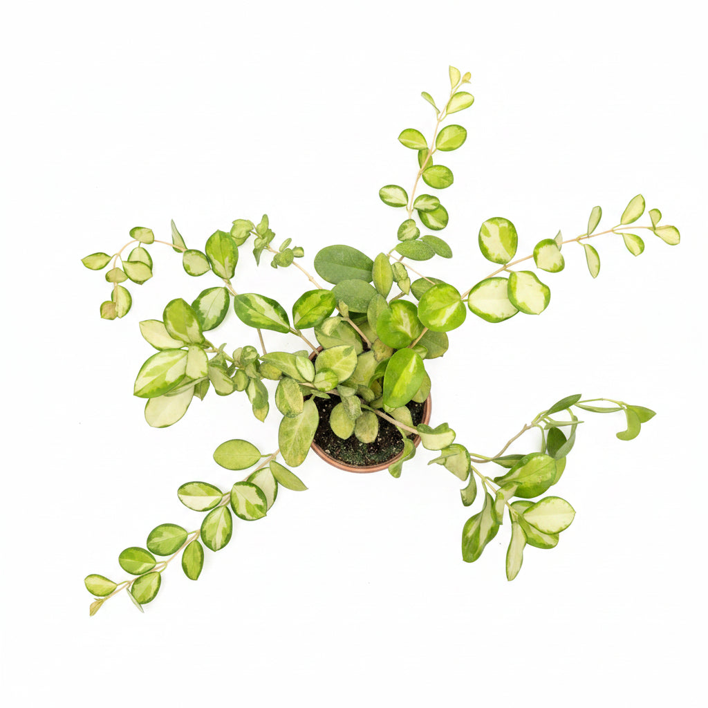 Hoya australis lisa