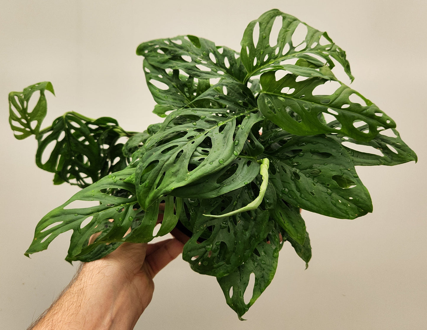 Monstera acuminata