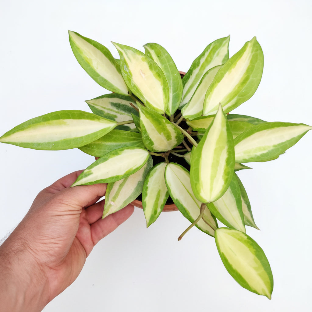 Hoya macrophylla pot of gold