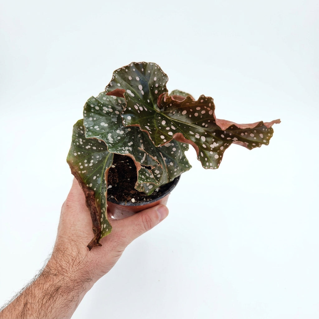 Begonia maculata cracklin rosie