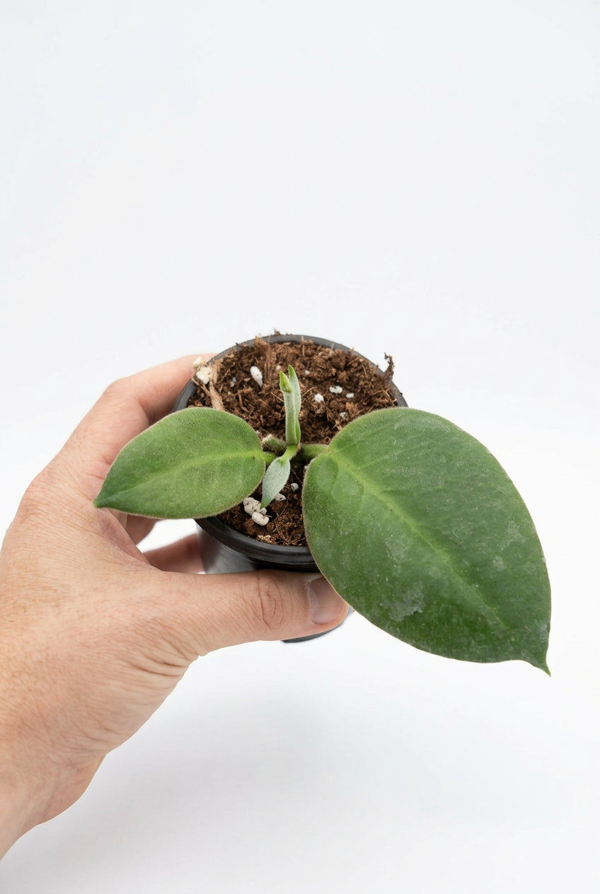 Hoya calycina
