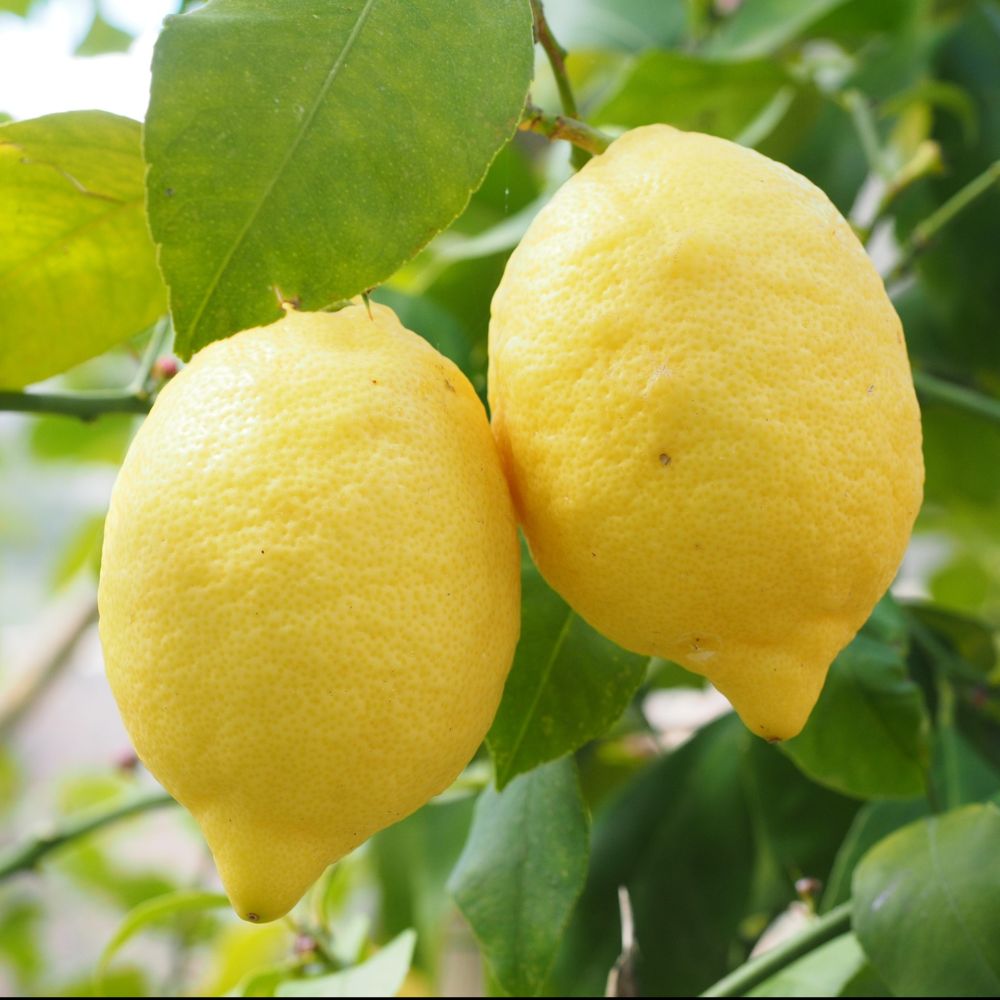 Citronnier (lemon tree)