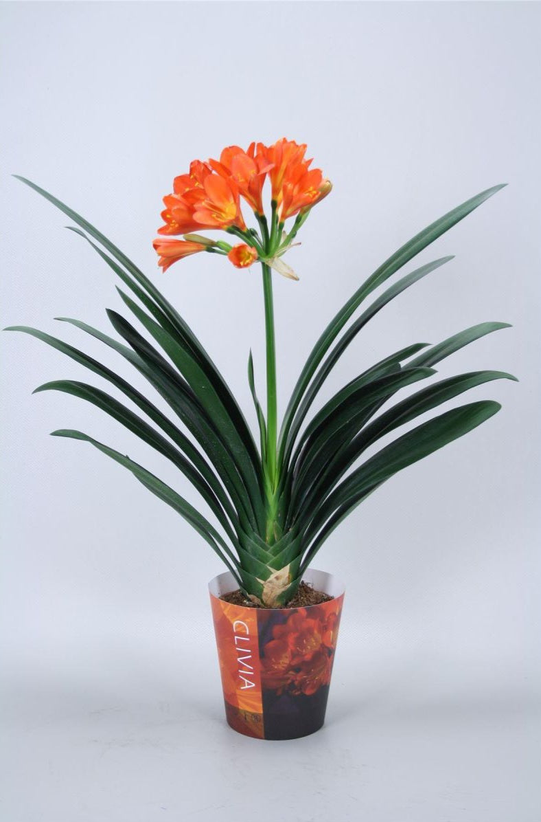 Clivia miniata