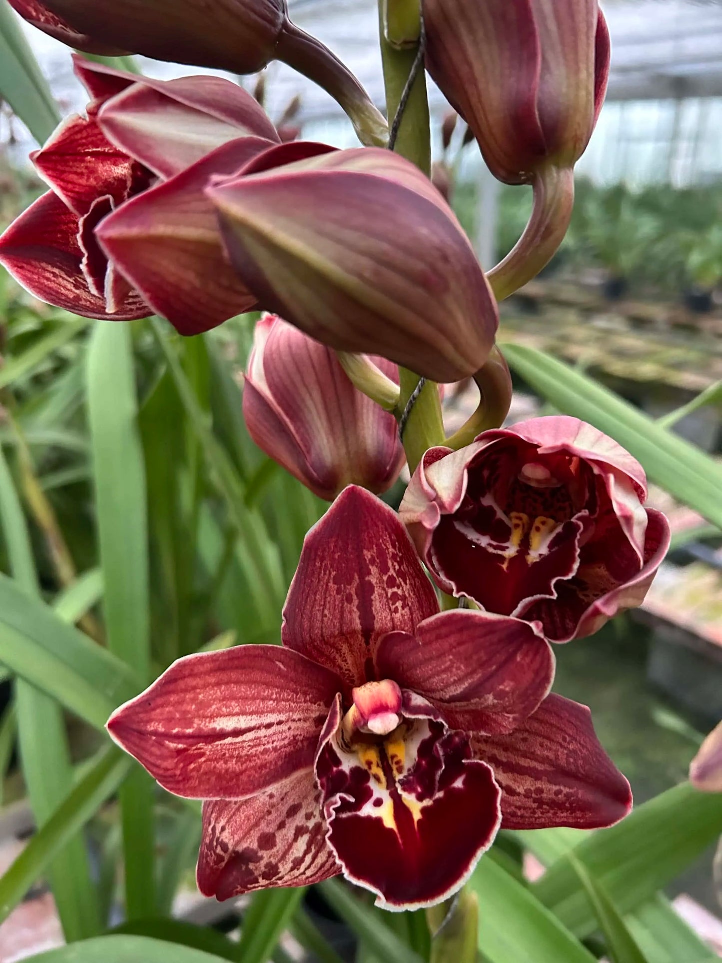 Cymbidium orchid