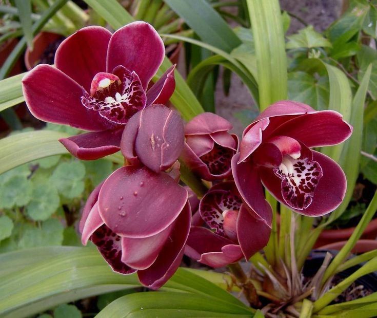 Cymbidium orchid