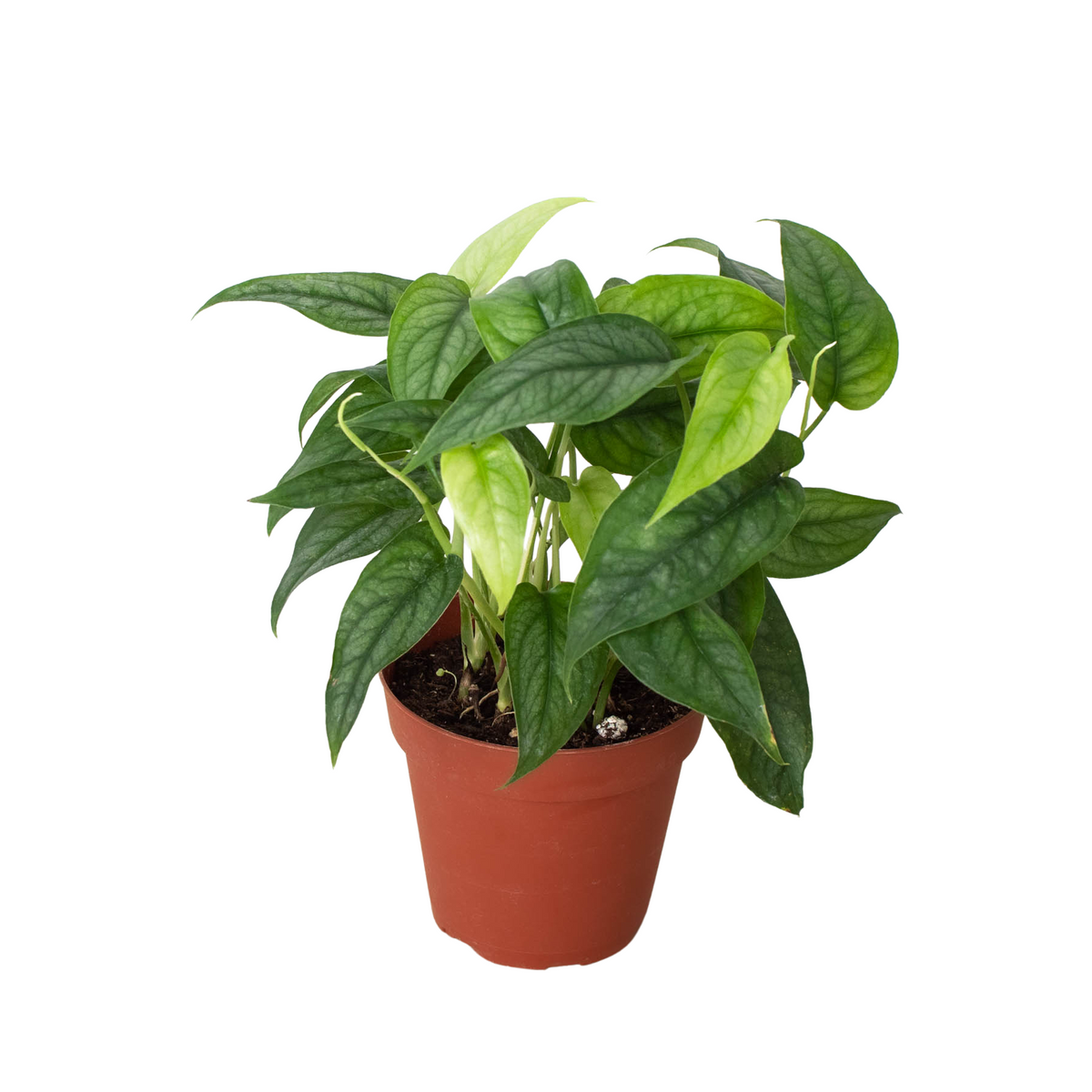 Monstera siltepecana el salvador