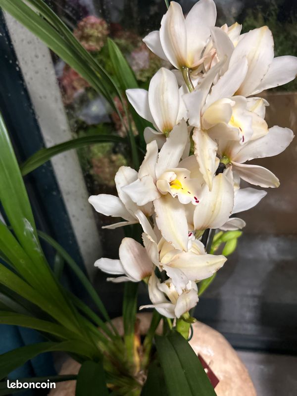 Cymbidium orchid