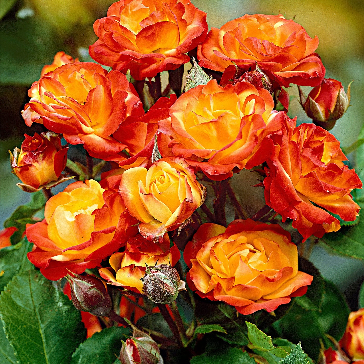 Rosier nanifier (baby rose)