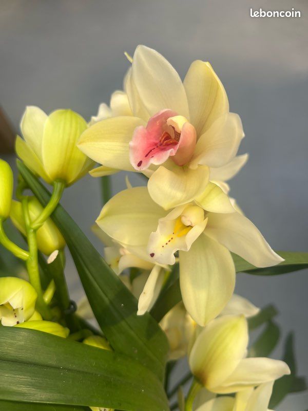 Cymbidium orchid