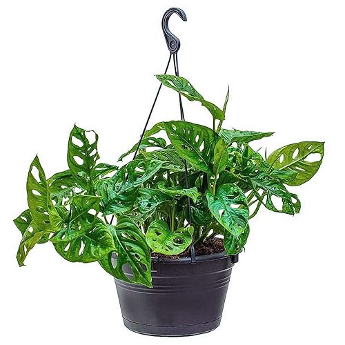 Monstera adansonii monkey mask (swiss cheese)