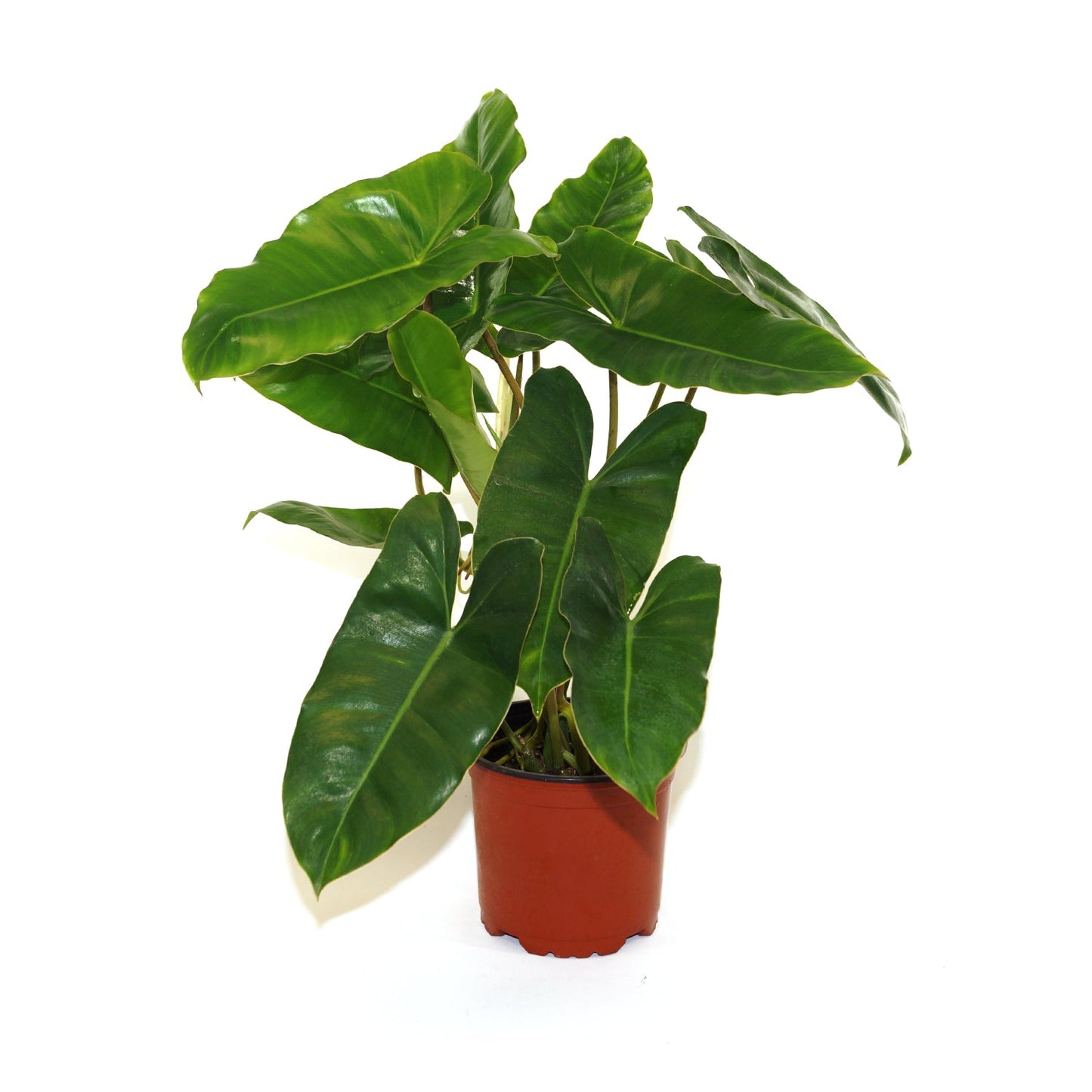 Philodendron burle marx