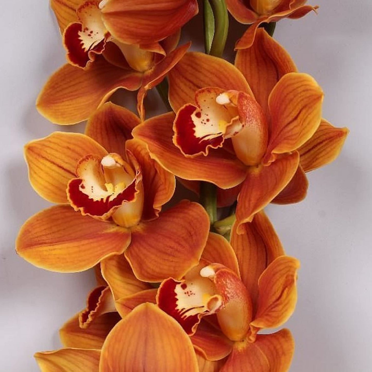Cymbidium orchid