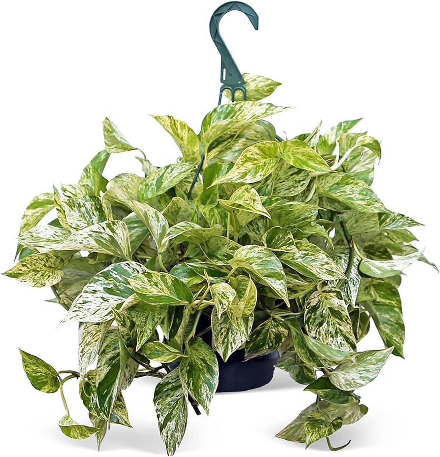 Pothos marble queen