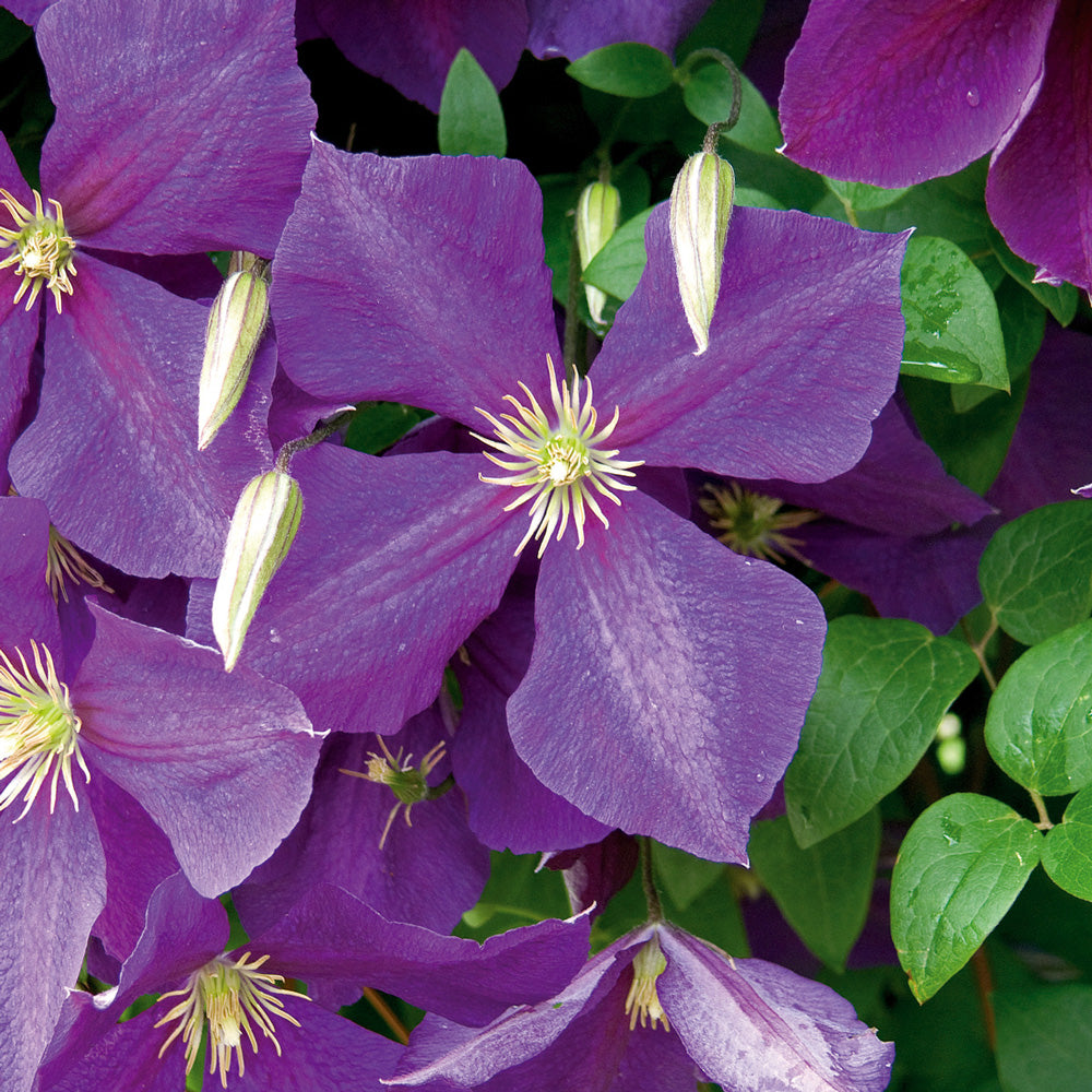 Clematis / clématite