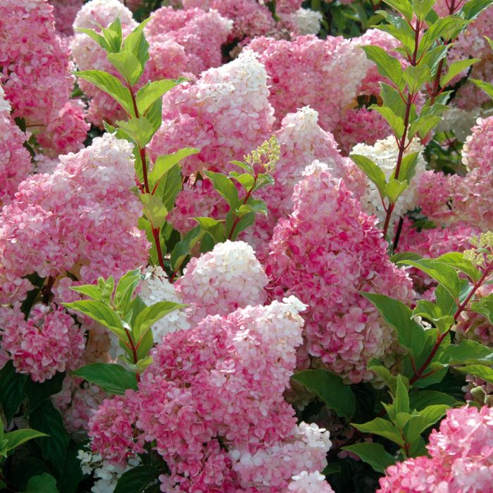 Hydrangea paniculata vanille fraise