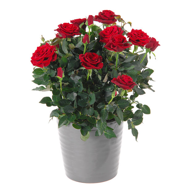 Rosier nanifier (baby rose)