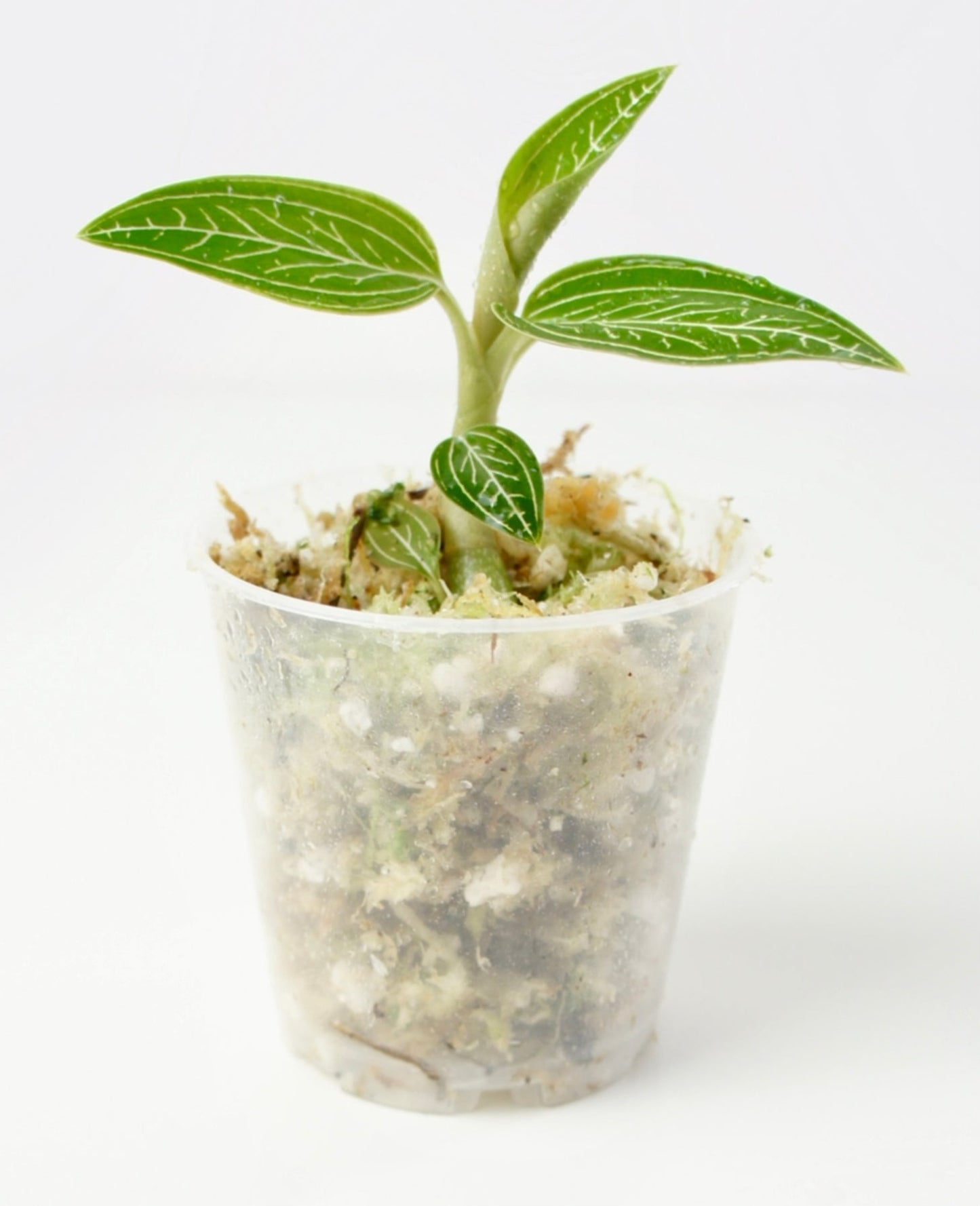 Ludicia discolor alba (jewel orchid-orchidée bijou)