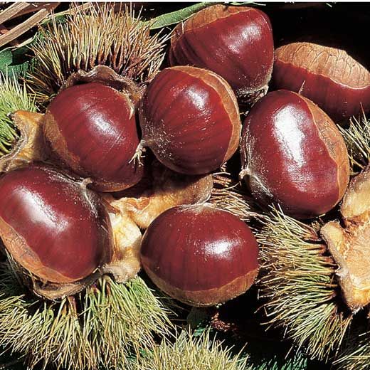 Châtaignier (chestnut)