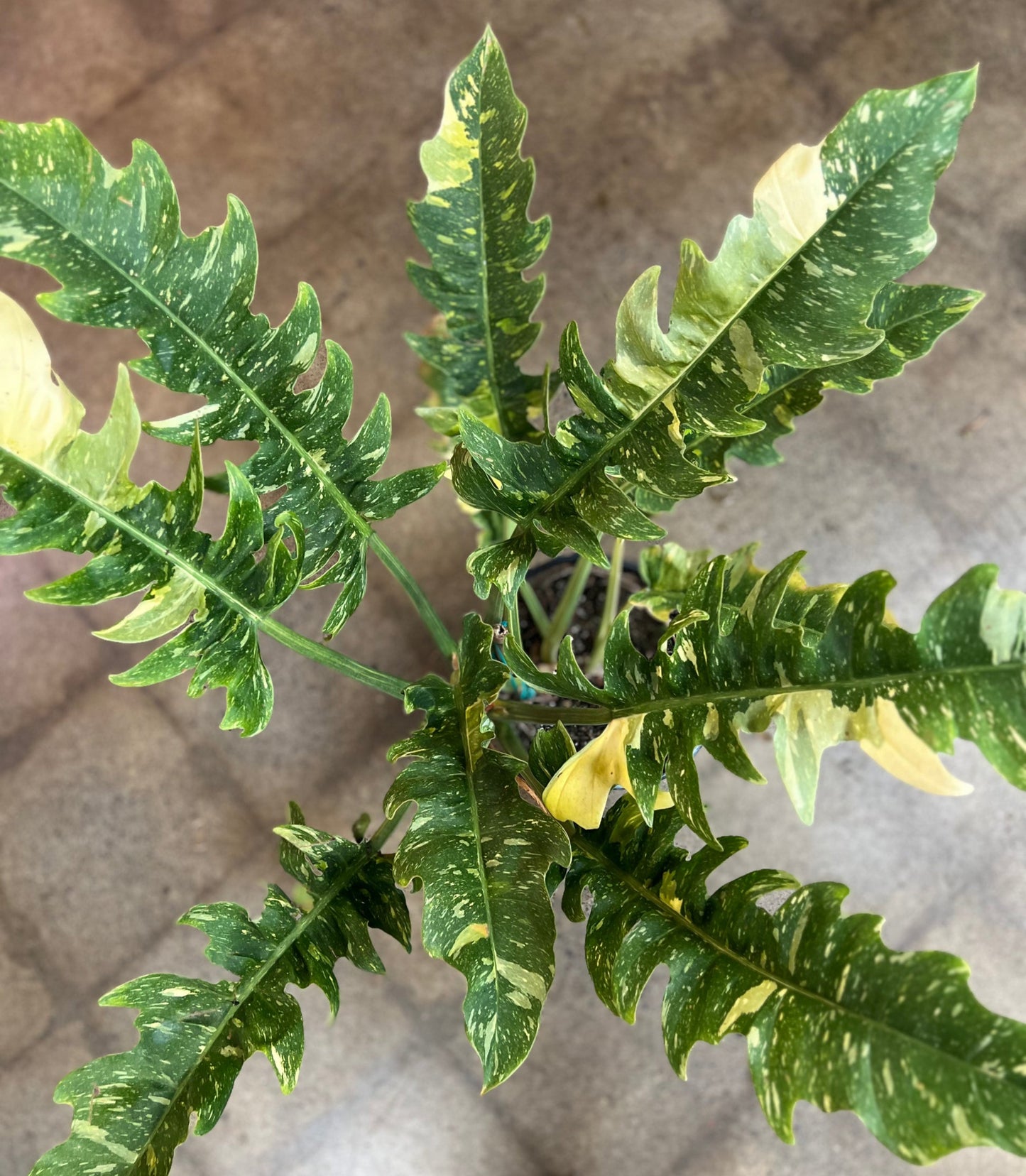 Philodendron ring of fire variegata