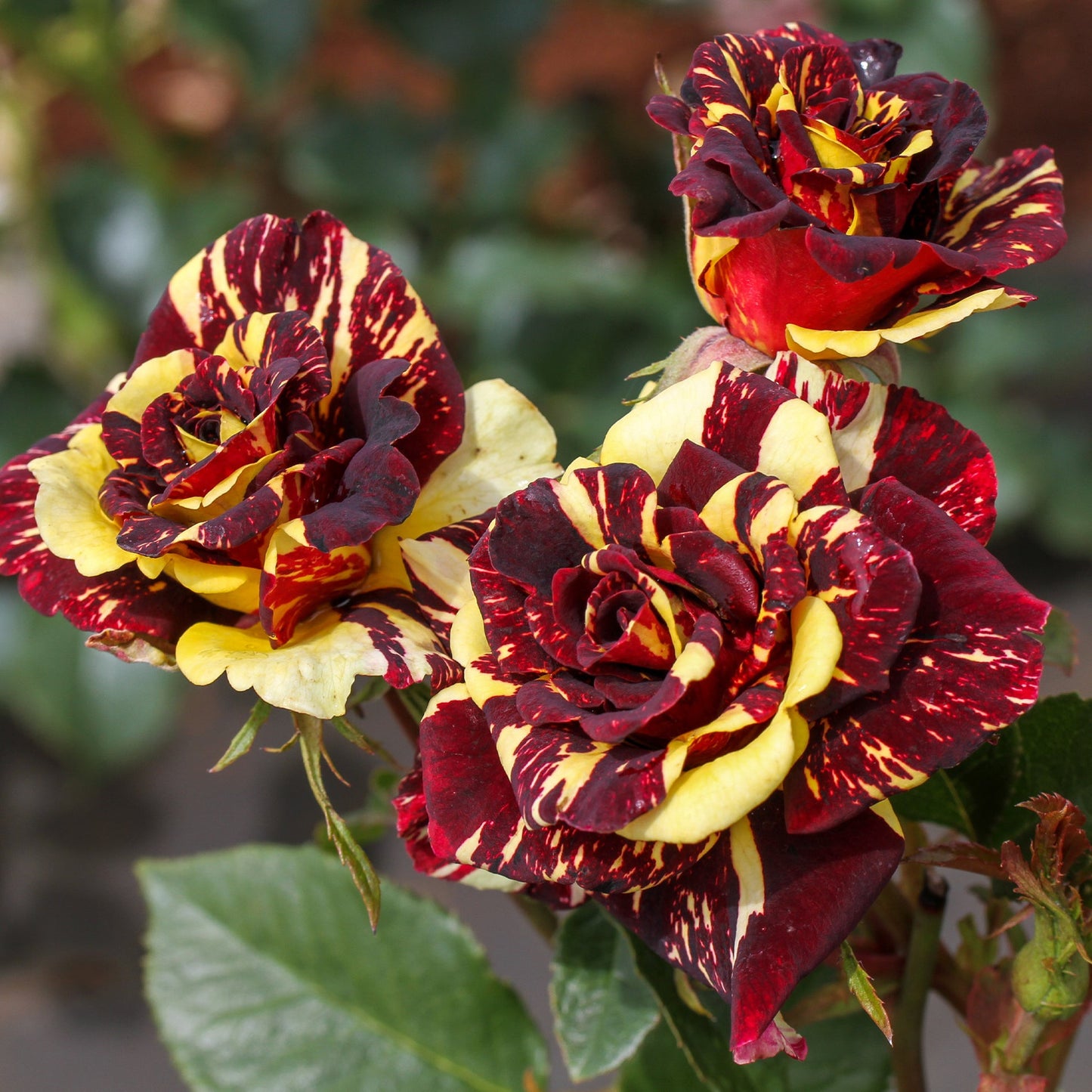 Rosier buisson