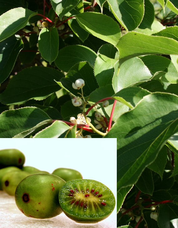 (Kiwi) actinidia arguta issai autofertile