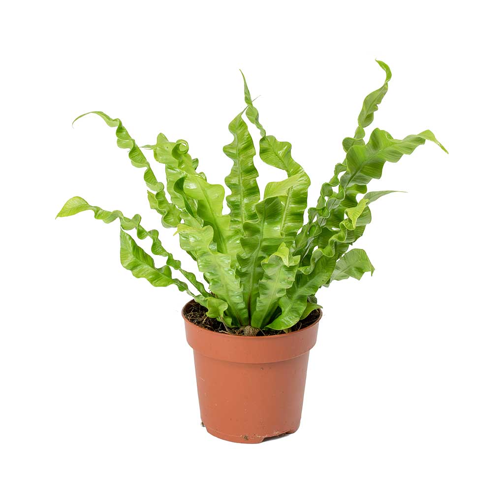Asplenium nidus crispy wave