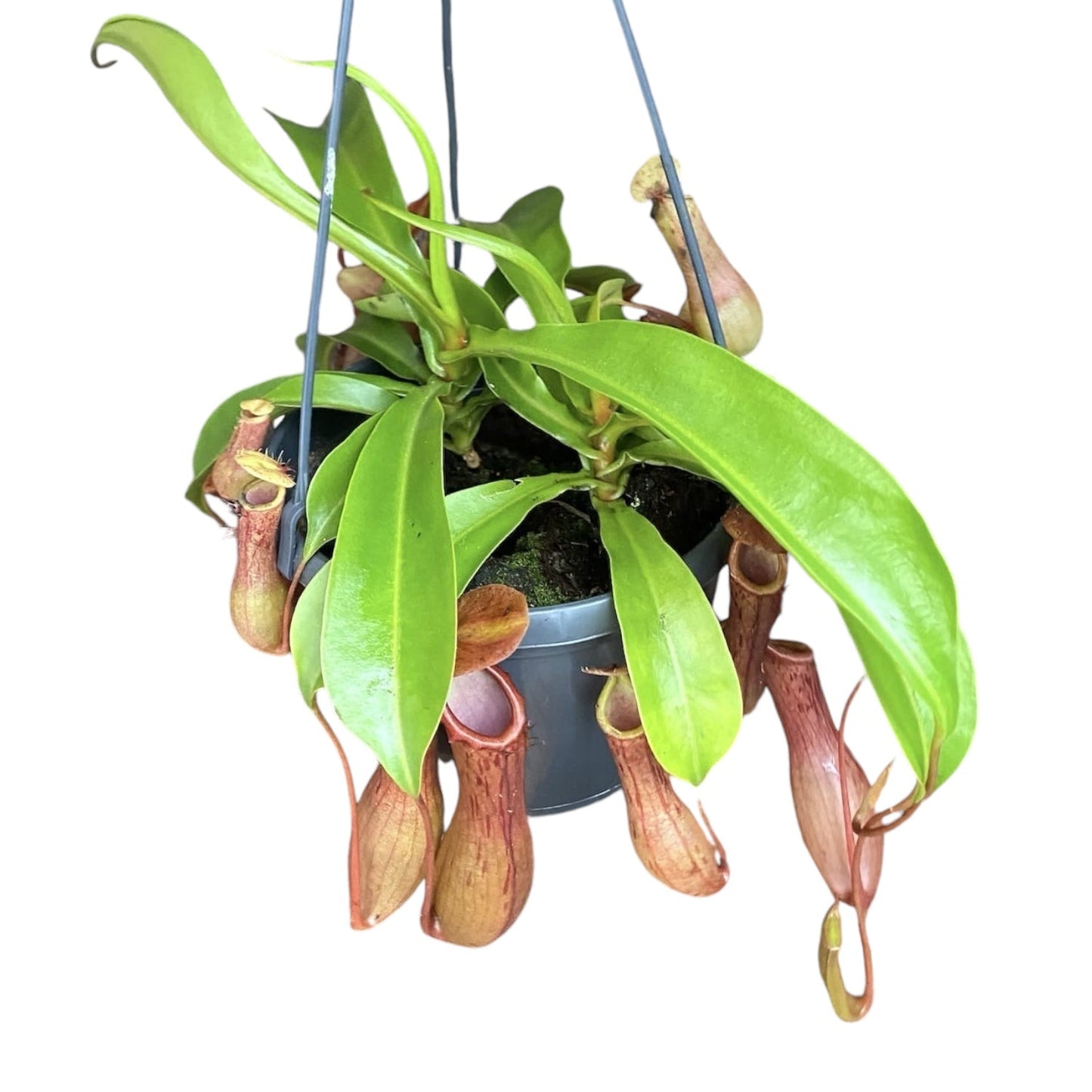 Nepenthes