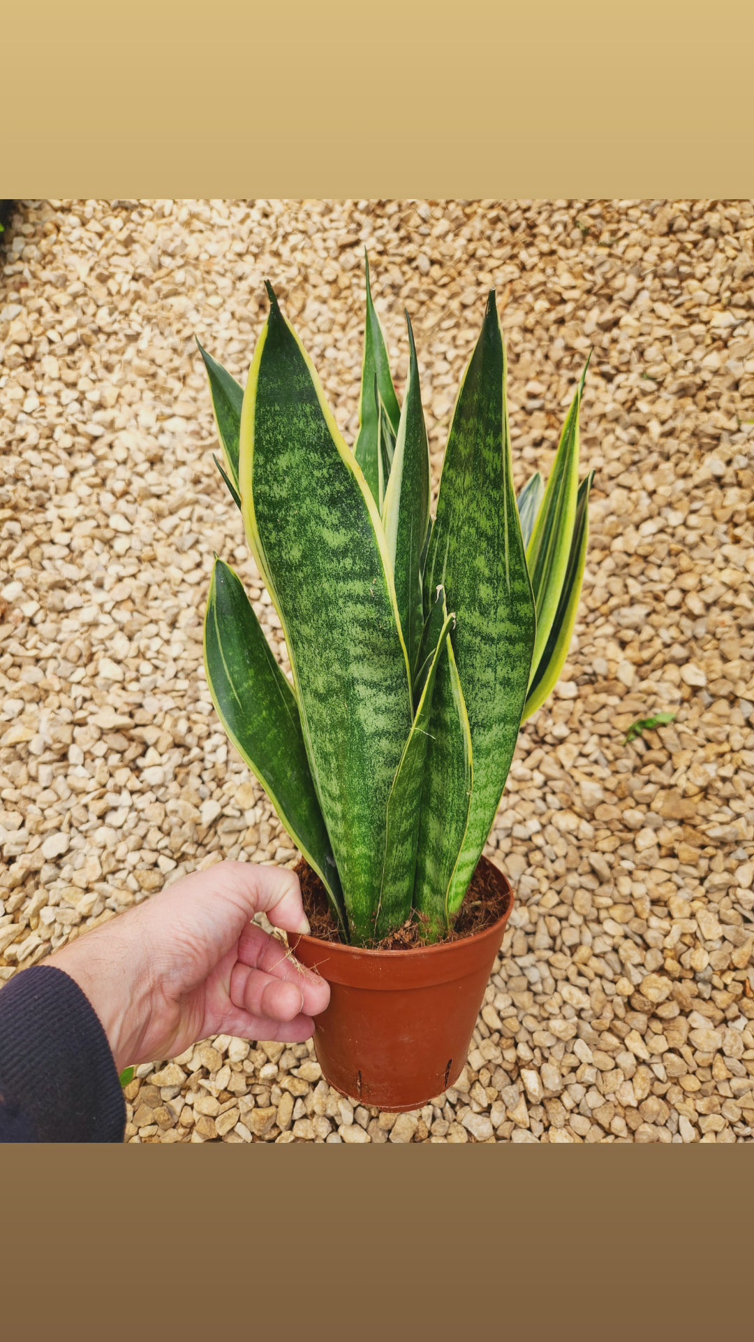 Sansevieria