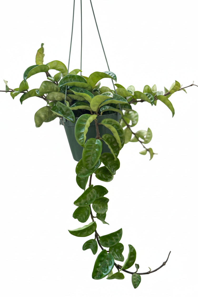Hoya carnosa krinkle 8