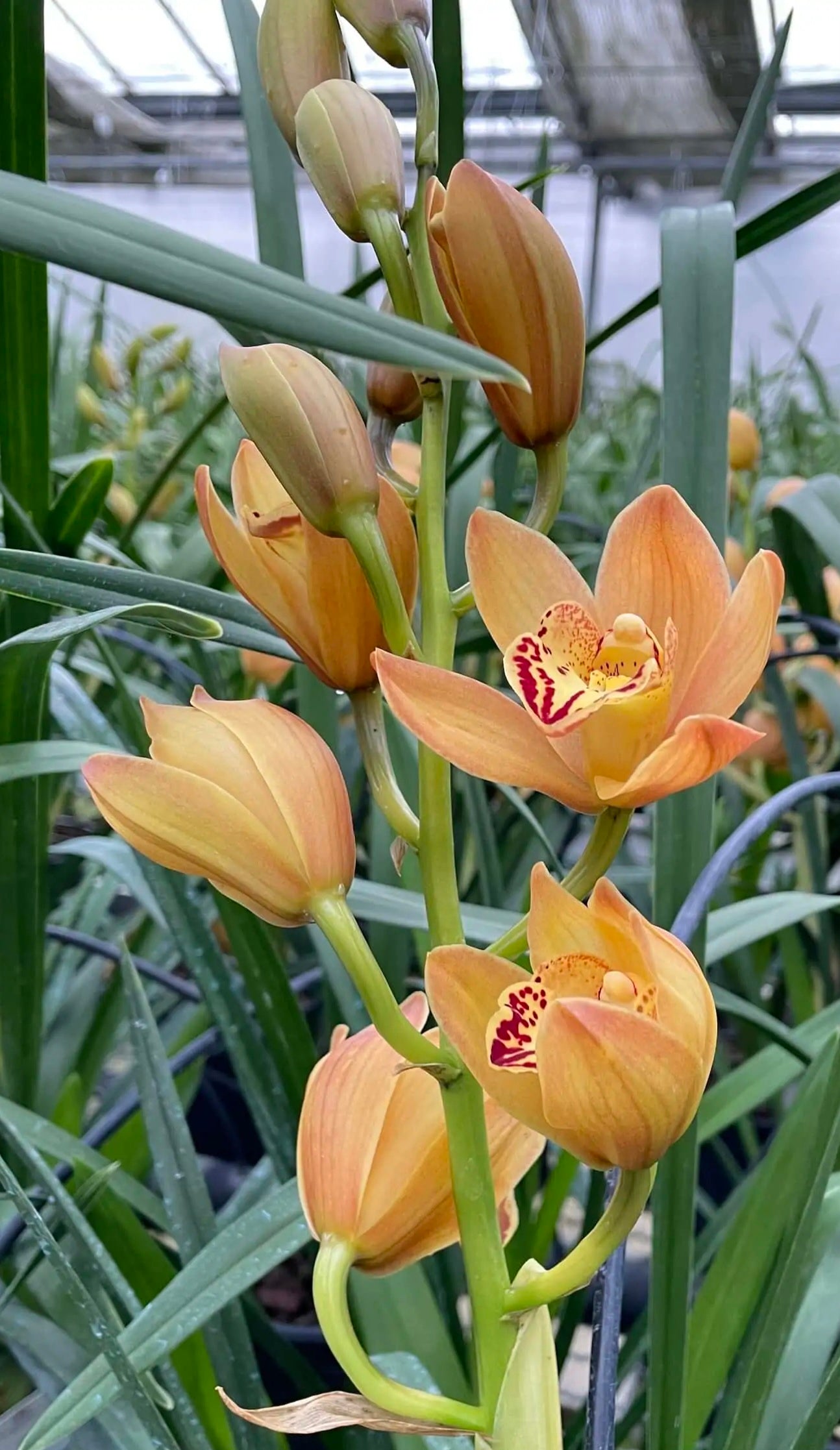 Cymbidium orchid