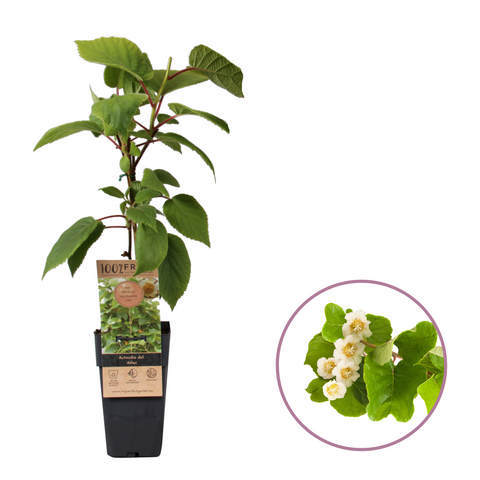 (Kiwi) actinidia deliciosa atlas Male pollinator variety