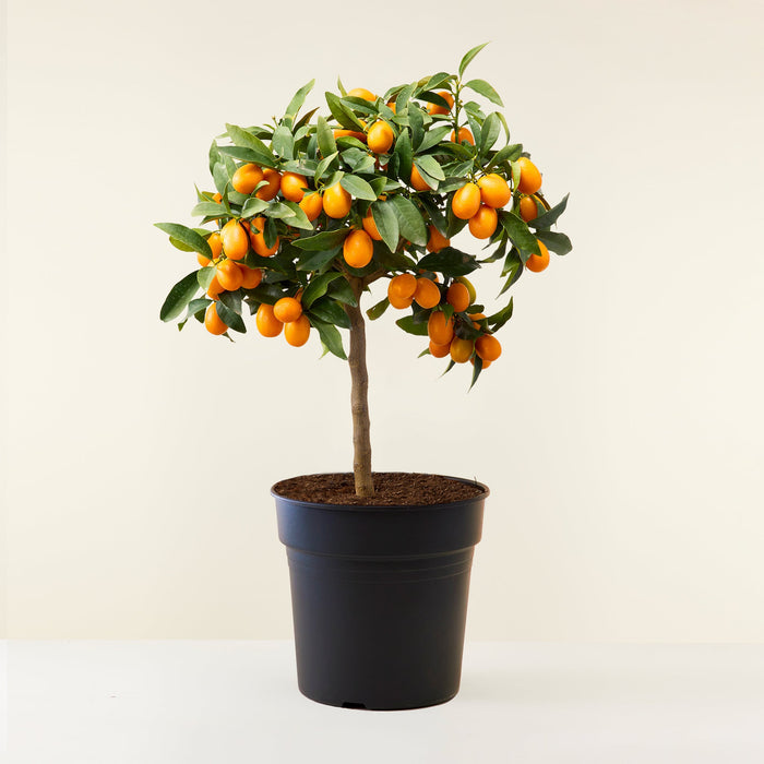 Kumquat