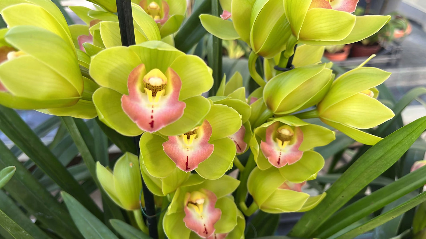 Cymbidium orchid