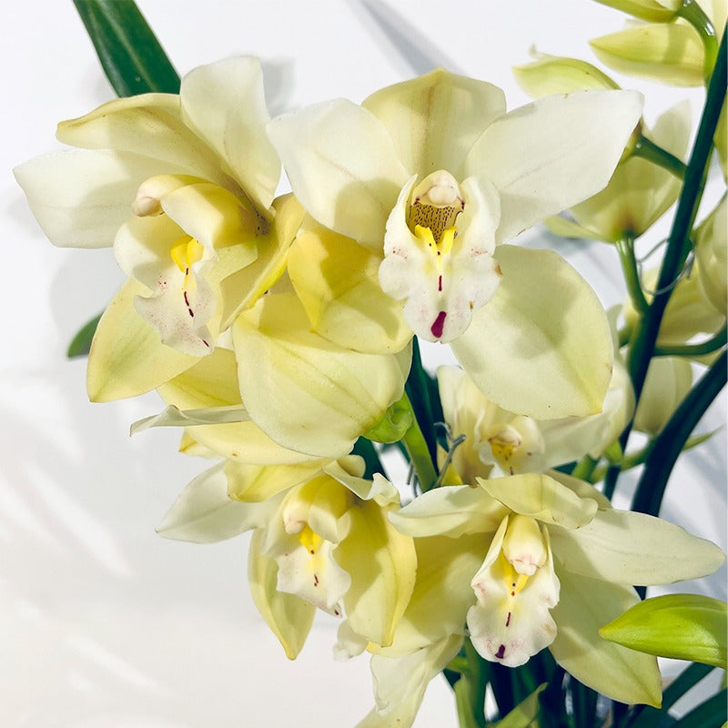 Cymbidium orchid