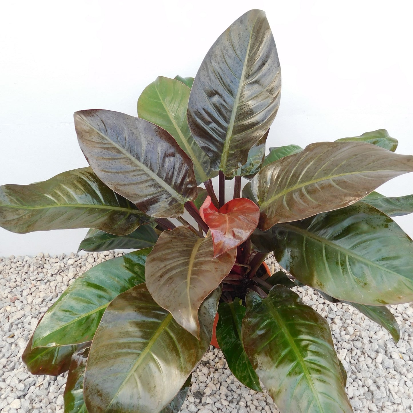 Philodendron red Imperial