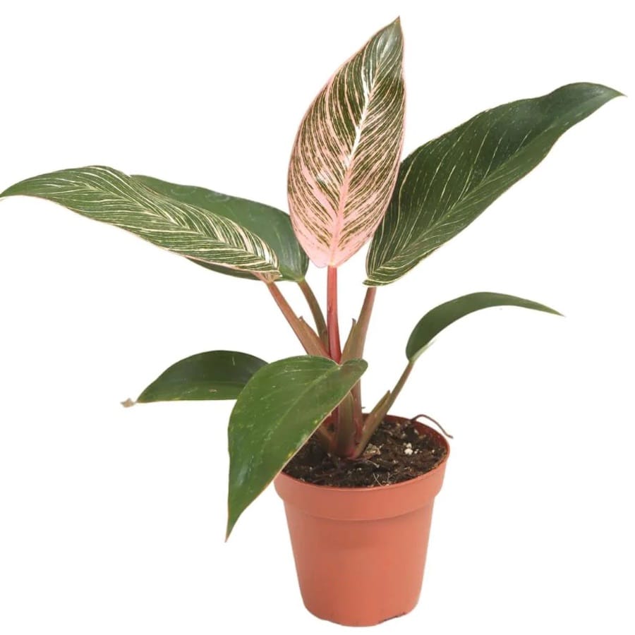 birkin pink philodendron Philodendron 'Pink Bikini' 6cm