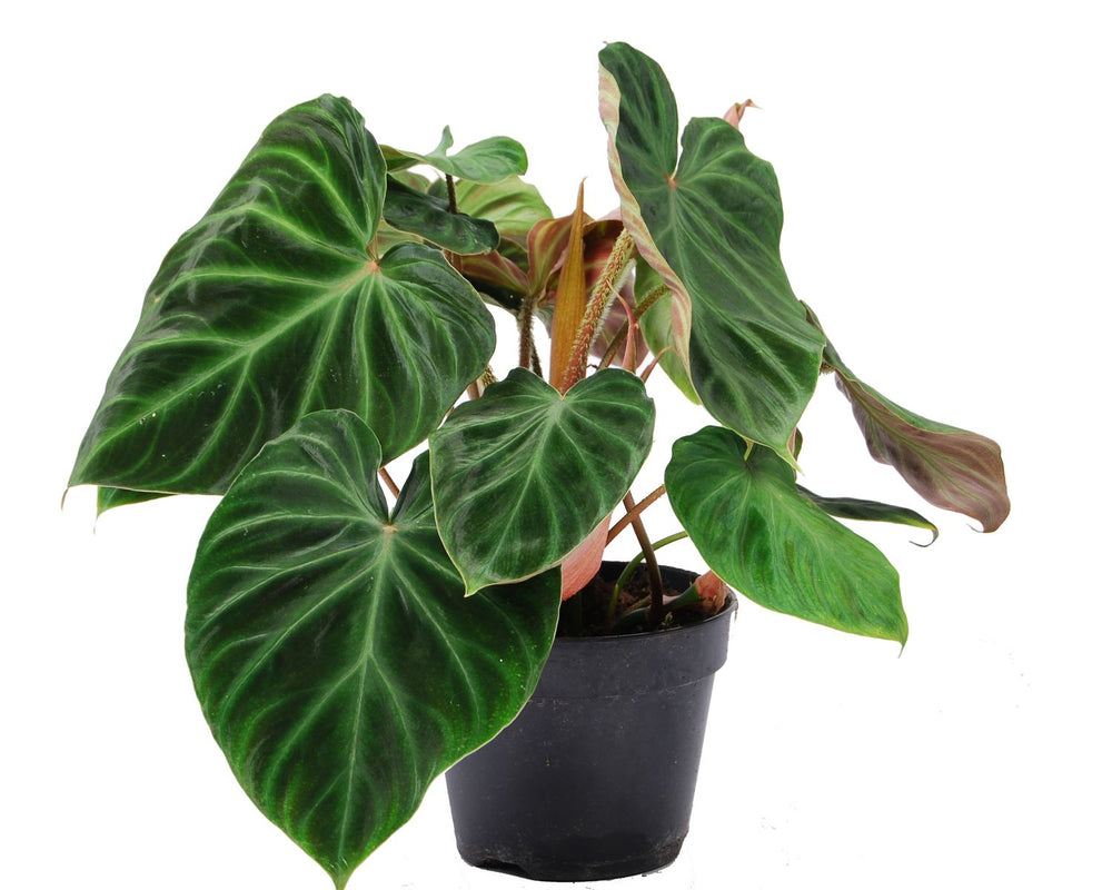 Philodendron verrucosum