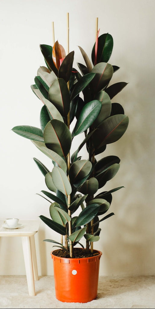 Ficus elastica burgundy