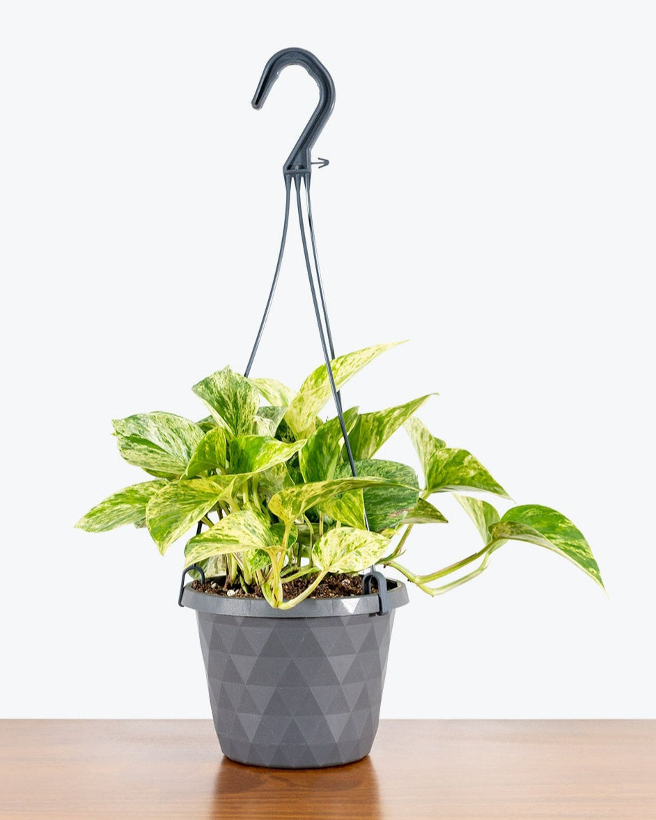 Pothos marble queen