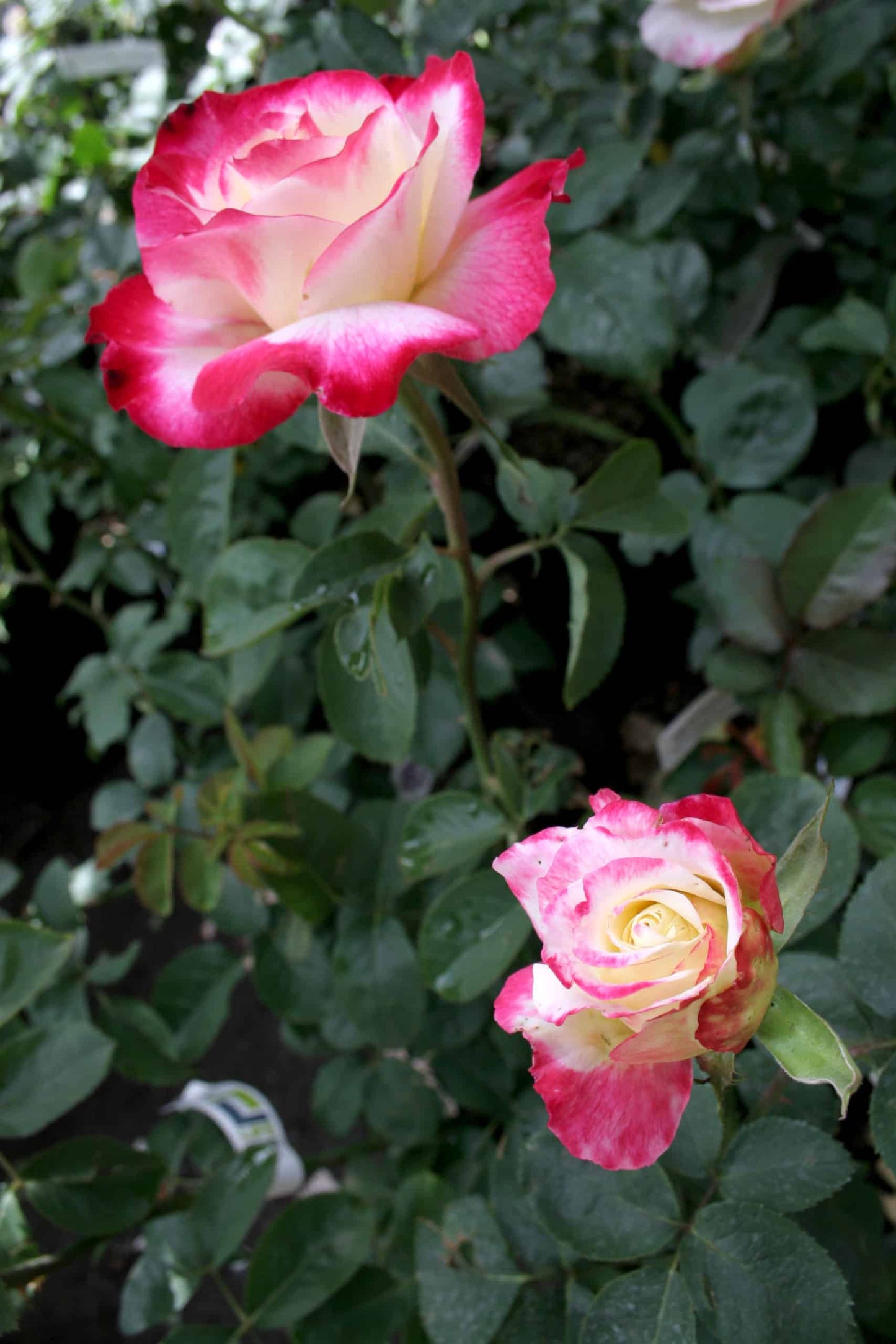 Rosier buisson